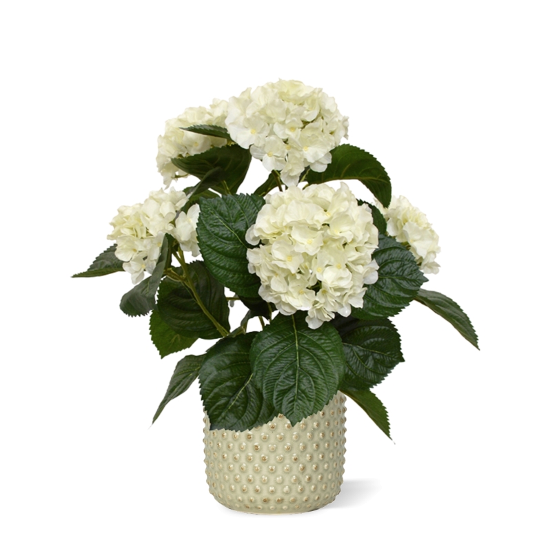 407703CRPP10_Hortensia_in__Pot_Bolino_mint_D15_H13_2